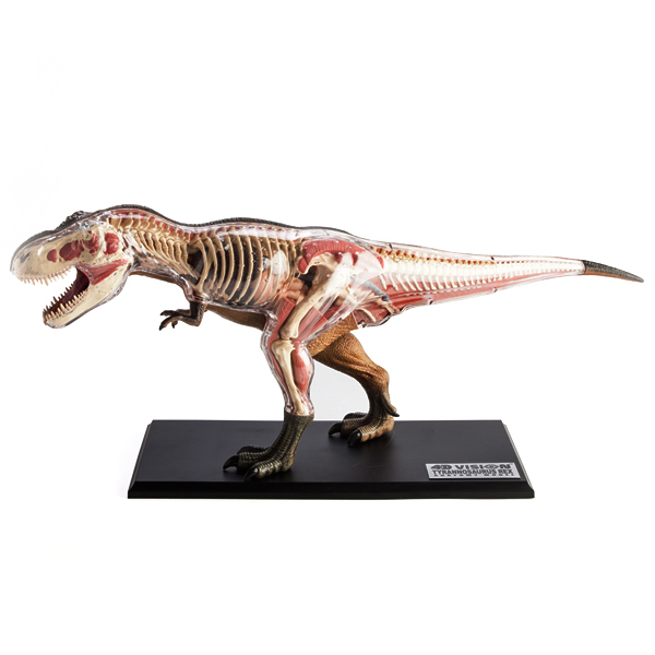 4D Vision T REX Anatomy Large - Famemaster